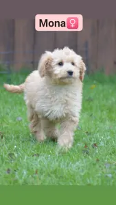 Goldendoodle - Mona