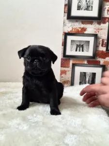 Pug - Quirky Queen