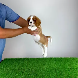 Cavalier King Charles Spaniel - Tanja