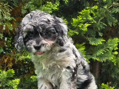 Cavapoo - Merida