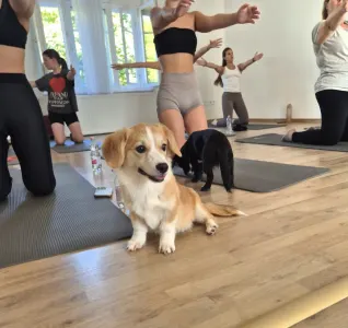 Welsh corgi pembroke - Füles