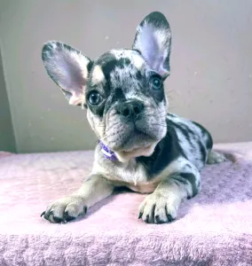 French Bulldog - Mirella