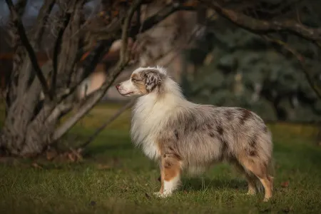 Miniature American Shepherd - Lightlake Only You