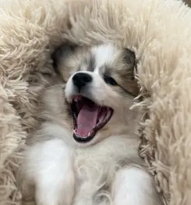 Welsh Corgi Pembroke - Amira Royal Treasure 