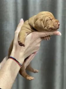 Hungarian Short-haired Vizsla - Vidual Artemon