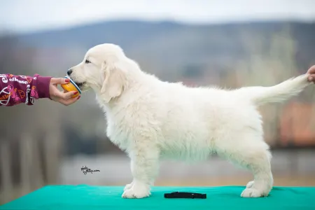 Golden Retriever - Black Boy