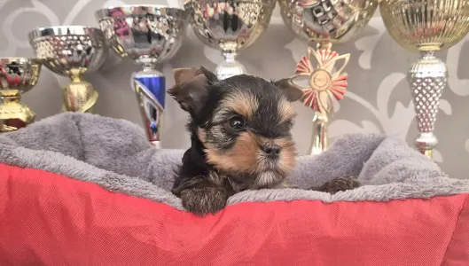 Yorkshire Terrier - Gomez Addams Of Midsummer Nights Miracle 