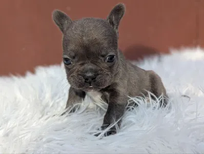 Bouledogue français - Selena