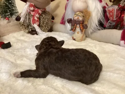 Romagna Water Dog - Boxos