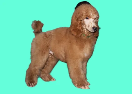 Óriás uszkár - Johann Prestige