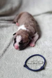 Staffordshire Terrier américain - Unique Blood Epic