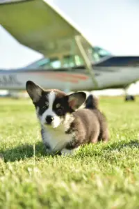 Pembroke Welsh Corgi - Gingers Heritage Captain Tailwind 