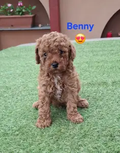 Caniche Nain - Benny