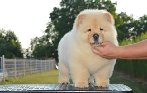 Chow Chow - Balcsi Hyper-super