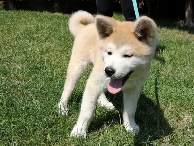 Akita Inu - Kenzo Yanagi No Tani