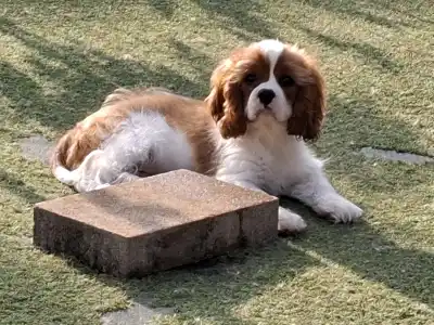 Cavalier King Charles Spaniel - Jackpot