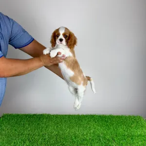 Cavalier King Charles Spaniel - Zira
