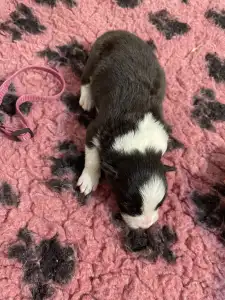 Border Collie - Lila Nyakörv/ Fekete Kan