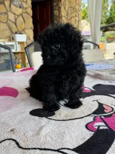 Pudel miniaturowy - Blacky