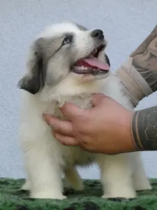 Pyrenean Mountain Dog - Candybelldream Escobar