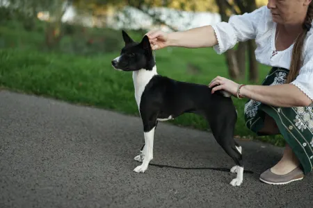 Basenji - Lucky Alien Lightnes Butterfly