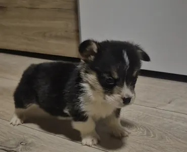 Welsh Corgi Pembroke - Leo
