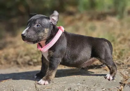 Miniatűr bullterrier - Paula 