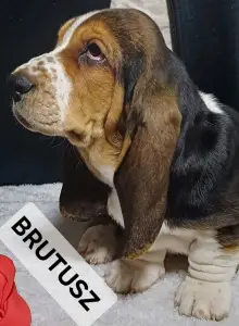 Basset Hound - Brutusz