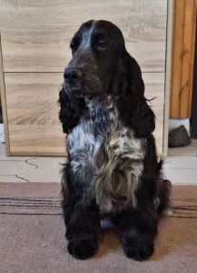 Cocker spaniel inglese - Windfower