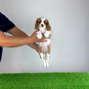 Cavalier king Charles spaniel - Alex