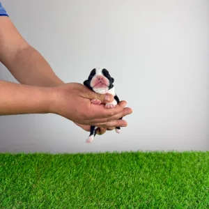 Boston terier - Girly