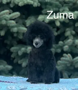 Törpe uszkár - Disney Dream Zuma