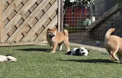 Shiba - Bravados Fugu