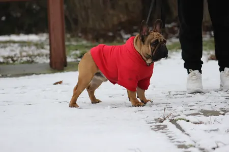 Bulldog francez - Hajósbulldy Milkman