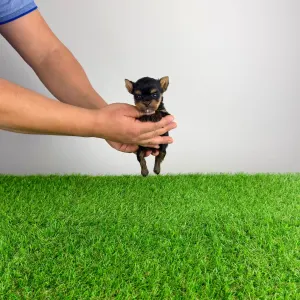 Yorkshire Terrier - Kiro