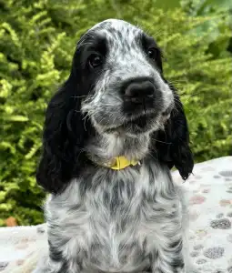 Cocker Spaniel anglais - Sára