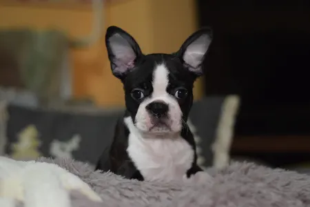 Boston Terrier - Rudolf ( Rudolph )