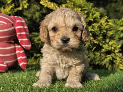 Cavapoo - Floop