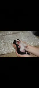 Boston Terrier - Pompás ( Prancer )