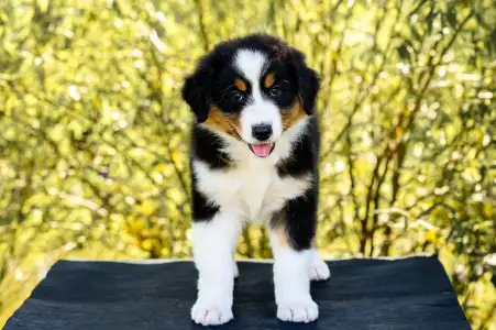 Ausztrál juhászkutya - Amelia