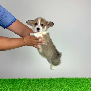 Welsh Corgi Pembroke - Sculli