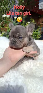 French Bulldog - Holly 