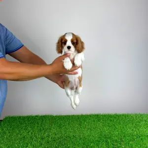 Cavalier King Charles spániel - Pepsi