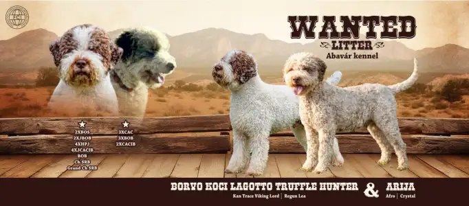 Lagotto Romagnolo - Wanted Alom Lány 1