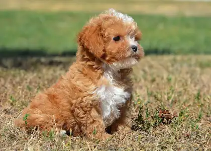 Cavapoo - Ria( Toy Size)
