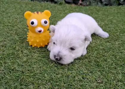 West Highland White Terrier - Athos