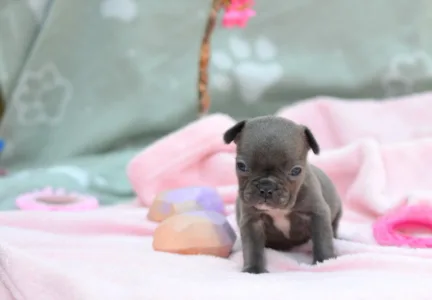 Francuski buldog - Málna