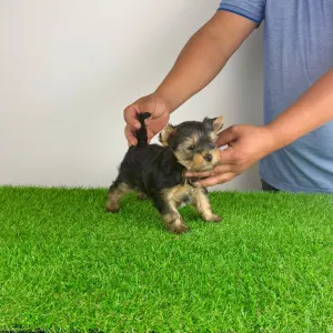 Yorkshire Terrier - Digi