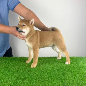 Shiba - Icon