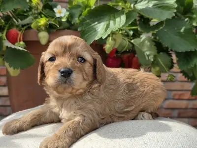 Cavapoo - Eper